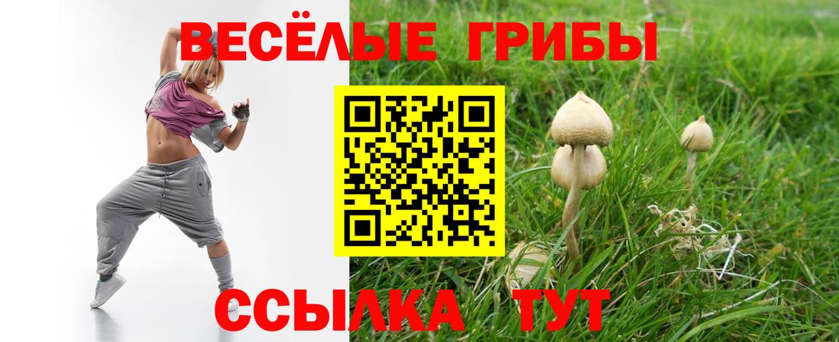 Торжок  как найти   Вход с VPN  Псилоцибиновые грибы Psilocybine cubensis 